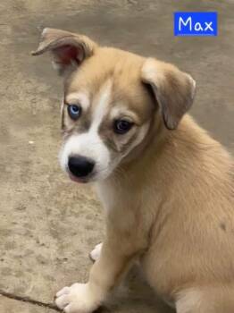 Max -  Husky Dog for Adoption in Alexander, Arkansas - Max | PetCurious
