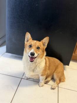 Pembroke Welsh Corgi Dogs Available for Adoption in Alafaya, Florida - Evie | PetCurious