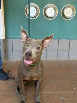 Nala Chan -  Fox Terrier and Mixed Breed Dog for Adoption in Honolulu, Hawaii - Nala Chan | PetCurious