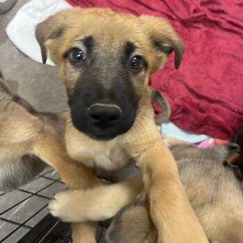 Nevis 54104 -  German Shepherd Dog and Mixed Breed Dog for Adoption in Las Vegas, Nevada - Nevis 54104 | PetCurious