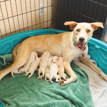 Mama Mochi -  Mixed Breed and Yellow Labrador Retriever Dog for Adoption in Volcano, Hawaii - Mama Mochi | PetCurious