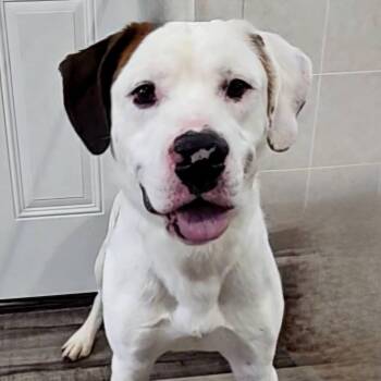 Mixed Breed Dogs Available for Adoption - Arlo | PetCurious