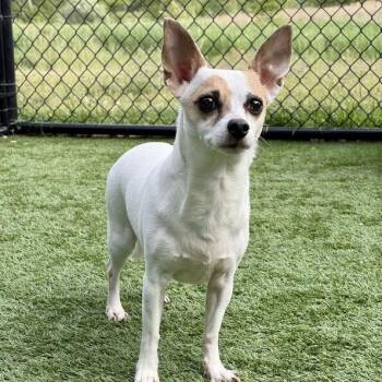 Chihuahua and Mixed Breed Dogs Available for Adoption in Matteson, Illinois - Skye | PetCurious