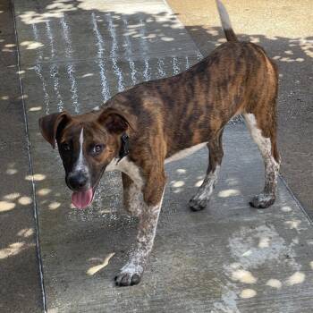 Huckleberry -  Treeing Walker Coonhound and Mixed Breed Dog for Adoption in Tulsa, Oklahoma - Huckleberry | PetCurious