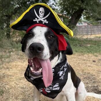 Captain -  Labrador Retriever and Great Pyrenees Dog for Adoption in Boerne, Texas - Captain | PetCurious