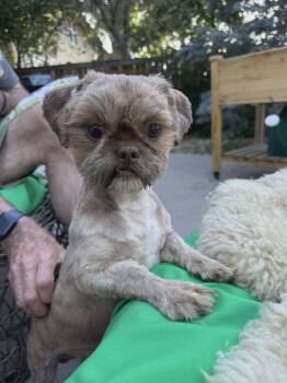 Cassia -  Shih Tzu Dog for Adoption in Boise, Idaho - Cassia | PetCurious