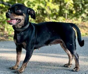 Goldie -  Chihuahua Dog for Adoption in Waverly, Tennessee - Goldie | PetCurious