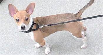 Chihuahua and Mixed Breed Dogs Available for Adoption in Omaha, Nebraska - SPROUT | PetCurious