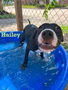 Rescue Mixed Breed Dogs for Adoption in Spring, Texas - Hailey | PetCurious