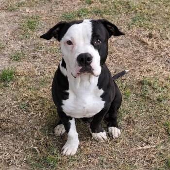 RIVER -  Pit Bull Terrier Dog for Adoption in Riverside, California - RIVER | PetCurious