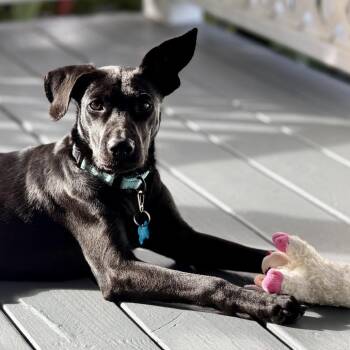 Mixed Breed Dogs Available for Adoption - Sprout | PetCurious