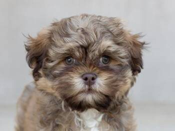 Jacob -  Mixed Breed Dog for Adoption in Longmont, Colorado - Jacob | PetCurious