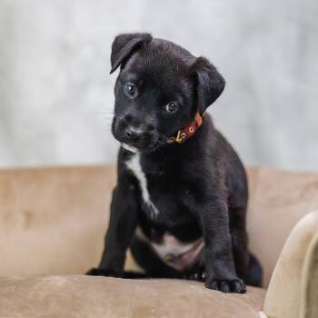 Pit Bull Terrier Dogs Available for Adoption in East St. Louis, Illinois - Monoco | PetCurious