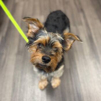 Leo -  Mixed Breed Dog for Adoption in Sarasota, Florida - Leo | PetCurious