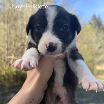 Border Collie Dogs Available for Adoption in Tacoma, Washington - Folklore | PetCurious