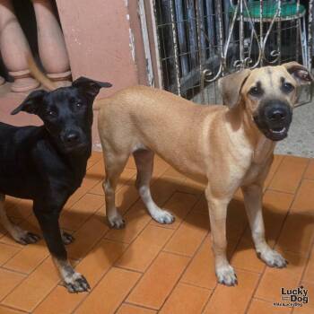 Mollie -  Labrador Retriever Dog for Adoption in Washington, District Of Columbia - Mollie | PetCurious
