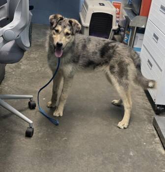 Ripley -  Husky and Shepherd Dog Available for Adoption in Evansville, Indiana - Ripley | PetCurious