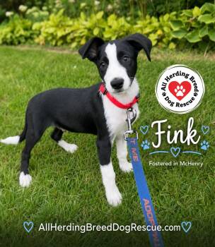Fink -  Border Collie Dog for Adoption in Joliet, Illinois - Fink | PetCurious