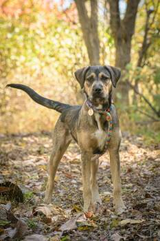 Nyla -  Mixed Breed Dog for Adoption in New Hope, Pennsylvania - Nyla | PetCurious