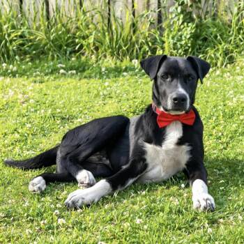 Blacky -  Labrador Retriever and Australian Cattle Dog Blue Heeler Dog for Adoption in Lucas, Texas - Blacky | PetCurious