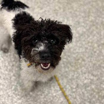 Ziggy -  Jack Russell Terrier and Pomeranian Dog for Adoption in Enfield, New Hampshire - Ziggy | PetCurious