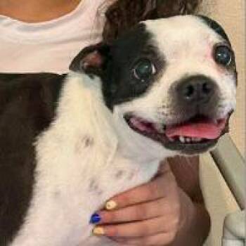 Boston Terrier Dogs Available for Adoption in Monticello, New York - Kimmie | PetCurious