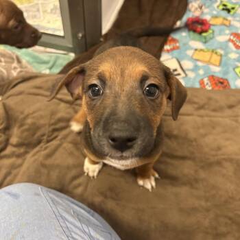 Green Bean Casserole -  Hound and Mixed Breed Dog for Adoption in Wheeling, Illinois - Green Bean Casserole | PetCurious