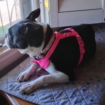 Boston Terrier Dogs Available for Adoption in Helena, Alabama - Lyza | PetCurious