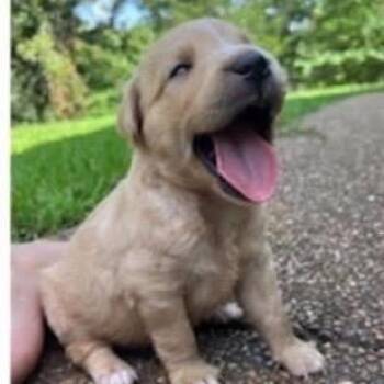 Biscuit -  Labrador Retriever and Mixed Breed Dog for Adoption in Buffalo, Minnesota - Biscuit | PetCurious