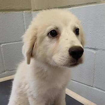 Marshmallow 26-06-065 -  Great Pyrenees Dog for Adoption in Bastrop, Texas - Marshmallow 26-06-065 | PetCurious