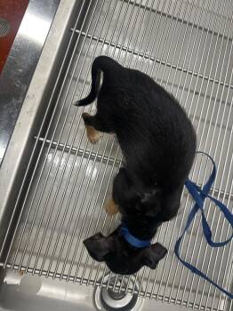 Chihuahua Dogs Available for Adoption in Douglasville, Georgia - Tiny | PetCurious