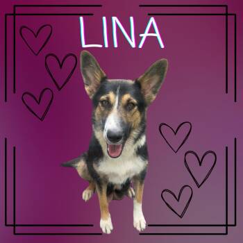 Rescue Collie Dogs for Adoption in Grant, Alabama - Lina | PetCurious