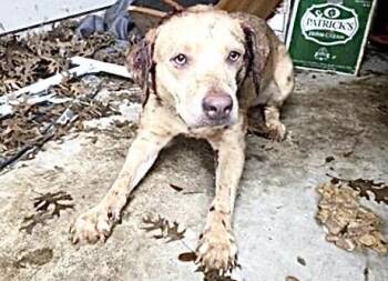 Labrador Retriever and Mixed Breed Dogs Available for Adoption in Houston, Texas - JESSIE | PetCurious