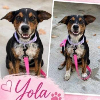 Yola D71497 -  Cattle Dog and Mixed Breed Dog for Adoption in Minnetonka, Minnesota - Yola D71497 | PetCurious