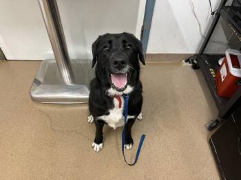 Rescue Labrador Retriever and Border Collie Dogs for Adoption in Hayward, California - KATIE | PetCurious