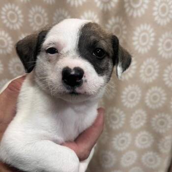 Jack Russell Terrier Dogs Available for Adoption in Lodi, California - Rosalie | PetCurious