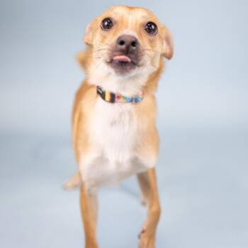 Aries -  Chihuahua Dog for Adoption in Portland, Oregon - Aries | PetCurious