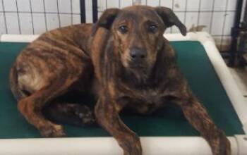 Rescue Labrador Retriever Dogs for Adoption in St. Augustine, Florida - Mahogany (fka Martina) | PetCurious