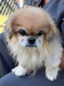 Rescue Pekingese Dogs for Adoption in Holbrook, New York - MURRAY | PetCurious