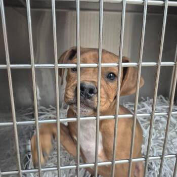 Terrier Dogs Available for Adoption in Montgomery, Alabama - Dora | PetCurious