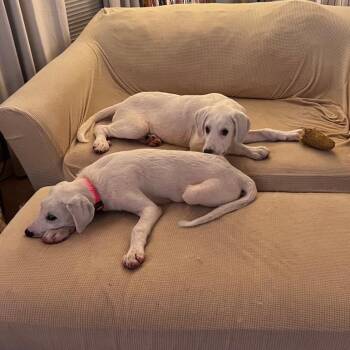 Great Pyrenees and Akbash Dogs Available for Adoption in Whitewright, Texas - Russo | PetCurious