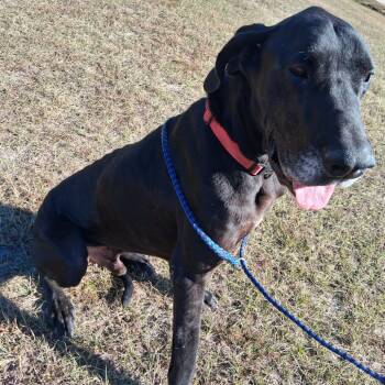 Rescue Great Dane Dogs for Adoption in Loxahatchee Groves, Florida - Tiny | PetCurious