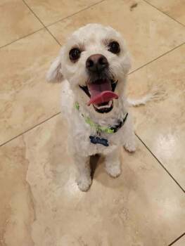 Rescue Poodle Dogs for Adoption in Corona, California - Prince | PetCurious