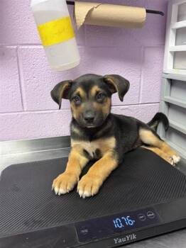 Mixed Breed Dogs Available for Adoption in El Paso, Texas - 61072974 | PetCurious