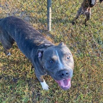 Rescue Pit Bull Terrier and Mixed Breed Dogs for Adoption in Valley, Alabama - Squeaky | PetCurious