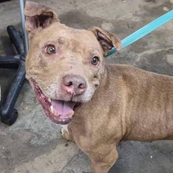 Pit Bull Terrier Dogs Available for Adoption in Cleveland, Mississippi - Melvina "Queen" | PetCurious