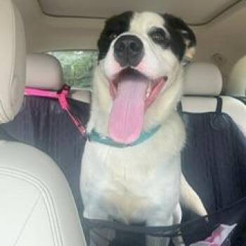 Collie and Shepherd Dogs Available for Adoption in Potomac, Maryland - Wrangler | PetCurious