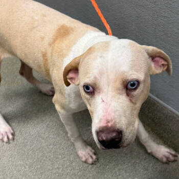 Rescue Pit Bull Terrier and Mixed Breed Dogs for Adoption in Las Vegas, Nevada - RAFA | PetCurious