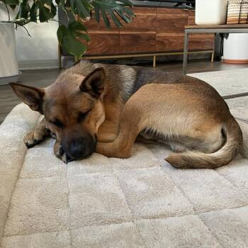 Chip -  German Shepherd Dog Dog for Adoption in Santa Monica, California - Chip | PetCurious