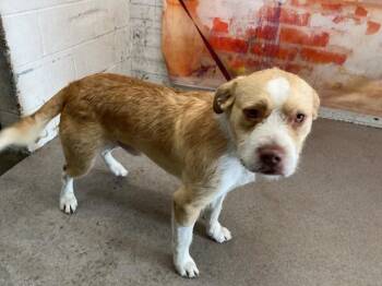 ZERO -  German Shepherd Dog and Mixed Breed Dog for Adoption in San Bernardino, California - ZERO | PetCurious